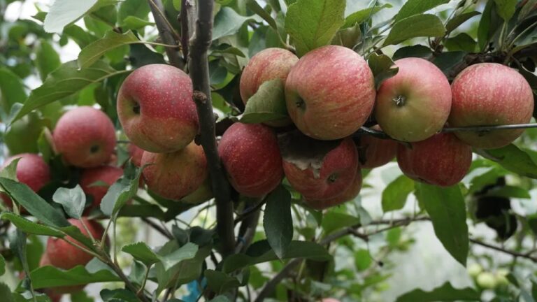 uttarakhand apple