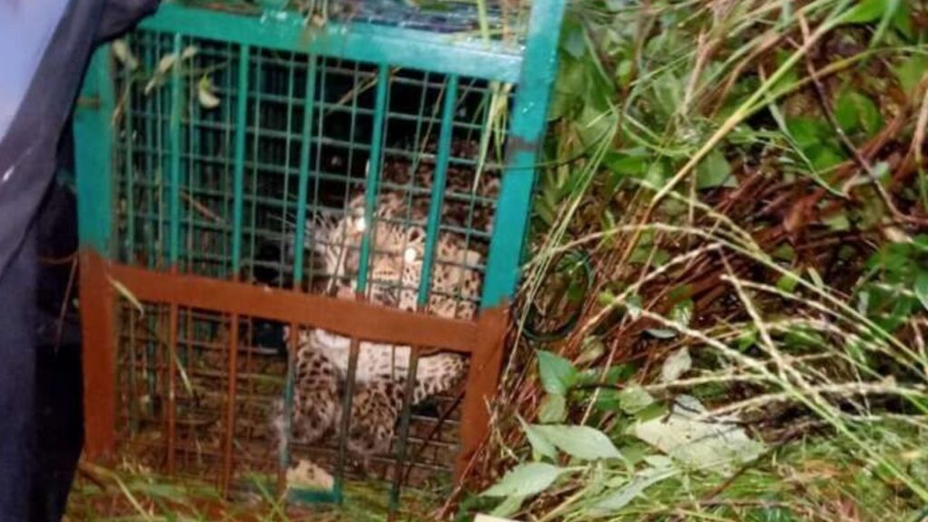 श्रीकोट गांव में पिंजरे में कैद गुलदार