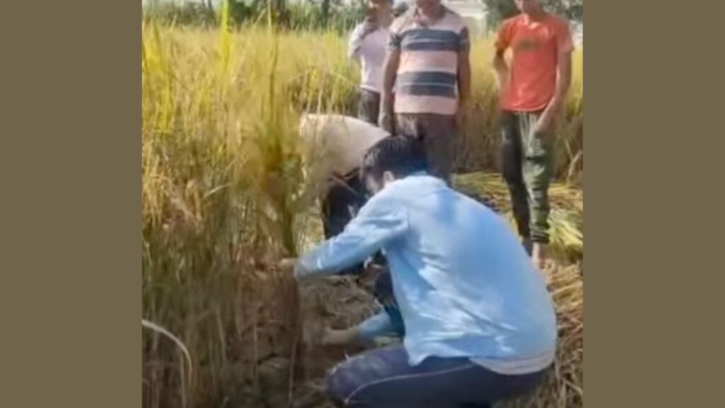 देहरादून DM सविन बंसल किसानों के साथ धान की फसल काटते हुए।