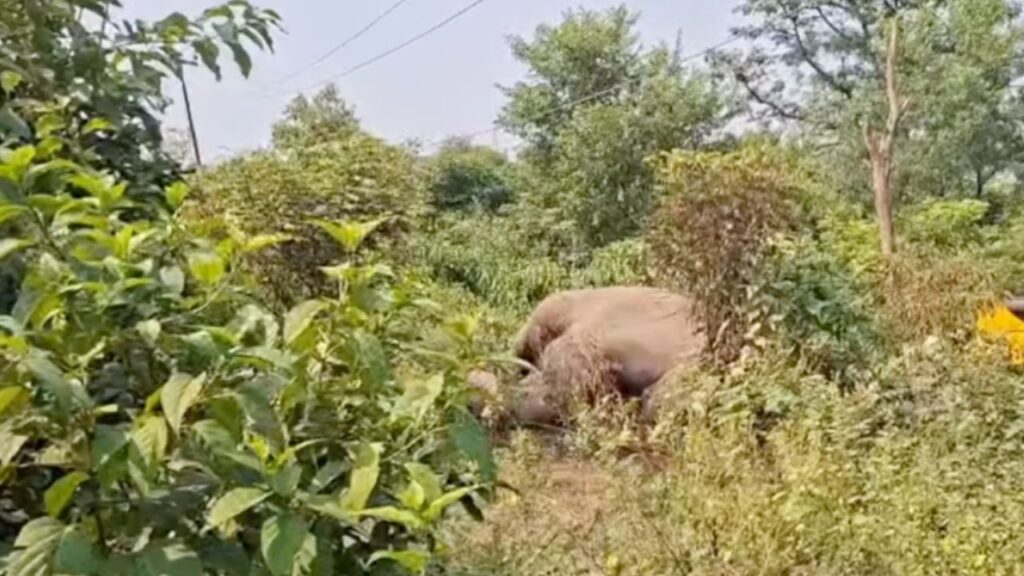 हरिद्वार बहादराबाद में हाईटेंशन लाइन से करंट लगने से मृत टस्कर हाथी का शव