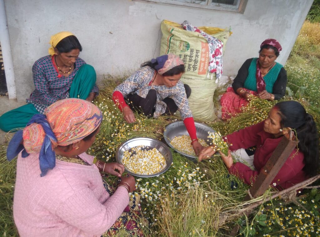 रामगढ़ नैनीताल में स्वयं सहायता समूह की महिलाएं स्थानीय जड़ी-बूटियों से हर्बल टी तैयार करती हुईं