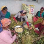 रामगढ़ नैनीताल में स्वयं सहायता समूह की महिलाएं स्थानीय जड़ी-बूटियों से हर्बल टी तैयार करती हुईं